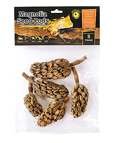 Galapagos (05159) Magnolia Seed Pods for Natural Bioactive Terrariums Provides shelter and Food for microfauna 2-4 inch pods 5pk