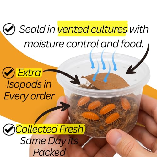 30 Powder Orange Cream Isopods | Live Cleanup Crew for Bioactive Reptile and Amphibian Habitats | Live Arrival Nationwide!
