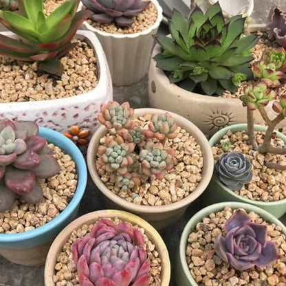 FANTIAN 2 lbs Maifanitum Stone for Plant, 5-8 MM Gravel Rocks for Succulent | Succulent Cactus Soil Potting Mix, Promote Soil Root Growth, Water Drainage and Plant Growth - color: Maifanitum