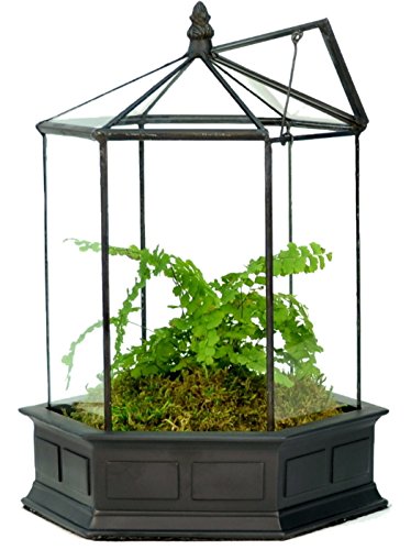 H Potter Six-Sided Glass Terrarium Wardian Case Succulent Planter | Hinged Roof, Indoor Plant Display, Resin Base, Decorative Tabletop