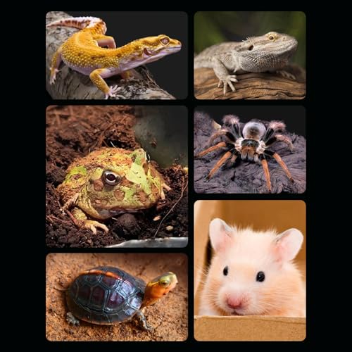 Haofy Reptile Water Bottle 6.3 x 5.9 x 5. inches Turtle Food and Water Bowl Automatic Feeders Waterer Tortoise Dispenser Bottle Feeding Dish for Lizard Chameleon (L) - color: Earthy Yellow