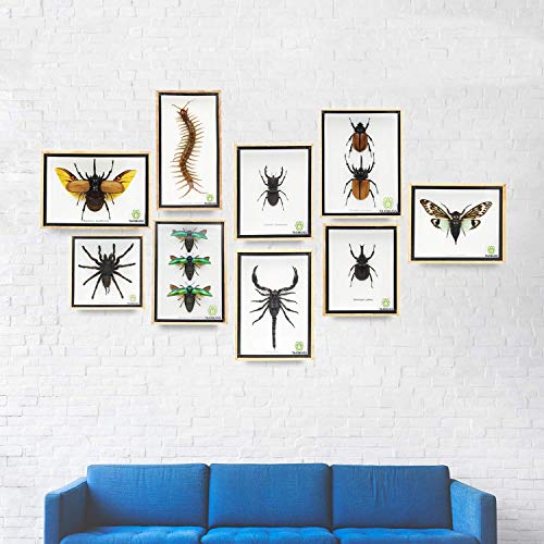 Jewel Beetle Mounts Insect Animals Taxidermy in Framed (3 Sternocera Aeguisignata) - style: 3 Sternocera Aeguisignata