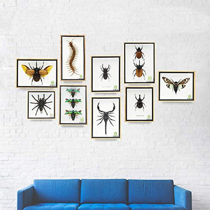 Jewel Beetle Mounts Insect Animals Taxidermy in Framed (3 Sternocera Aeguisignata) - style: 3 Sternocera Aeguisignata