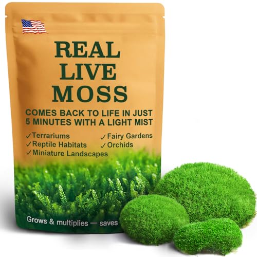 Live Leucobryum Moss 2-Pack 3.5x7in for Terrariums & Bonsai | Soft Cushion Texture, Easy to Shape, Natural Ground Cover, Orchid Displays, Miniature Landscapes, Plant Decor, Moss Art