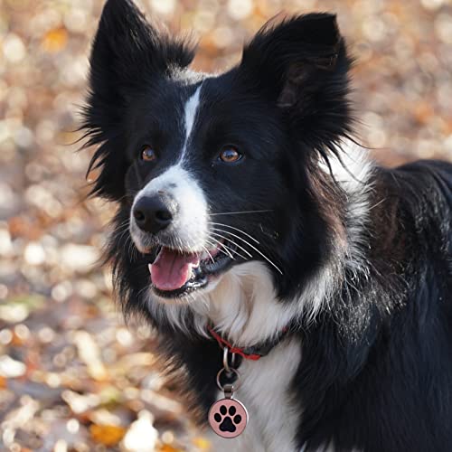 MYLUCKYTAG QR Code Pet ID | Personalized Dog & Cat Collar Tag | Online Profile with Instant Scanned Location Alert Email - style: Sky Paw