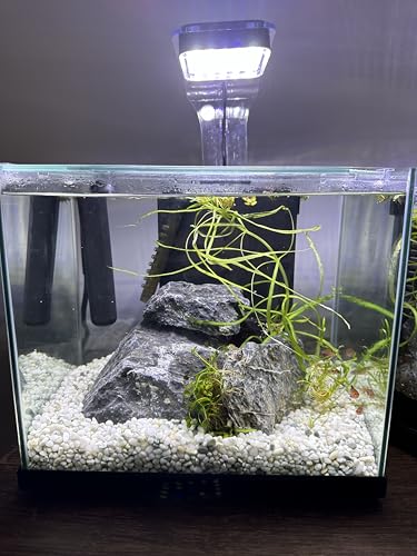 Aqua Natural Iwagumi Pebble Substrate, Silver, 7.7lb | Ultra Premium, For Aquascaping, For Aquariums, For Vivariums and Terrariums