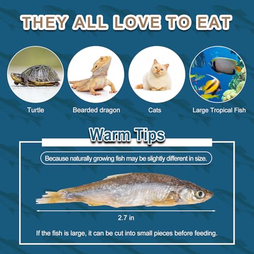 Dried River Fish Minnows, High-Protein Reptile Food, 5.5 oz | Single ingredient, no additives, whole-fish pieces, suitable for turtles, bearded dragons, tropical fish, amphibians and cats