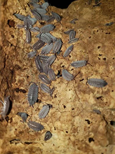 Combo Pack 20+ Live Powder Blue Isopod and Springtail Combo, Bioactive, Bugs for Terrarium, Reptile, Amphibians
