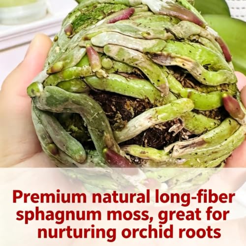 8OZ Compressed Dry Long Fiber Sphagnum Moss, Orchid Moss for Phalaenopsis, Carnivorous Plants & Reptile Terrariums