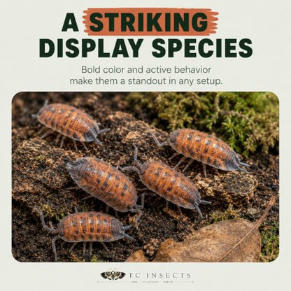 10 Porcellio scaber Lava | Live Isopods Bioactive Cleanup Crew | Live Arrival Nationwide!