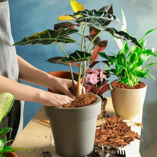 Halatool 8 Pcs Coco Husk Chips for Plants - 8.8 LB 100% Organic Coconut Coir Chips with Low EC and pH Balanced, Compressed Coco Substrate Growing Mulch Medium for Landscaping, Herbs, Plants, Flowers - color: 8pcs