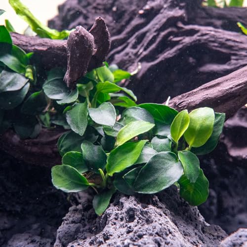 Anubias Live Aquarium Plants - Potted Freshwater Plant for Fish Tanks, Terrariums - Beginner Friendly Low Light (Nana Petite, 3 Pots) - color: Nana Petite, size: 3 Pots