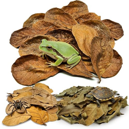 Dry Oak Leaf Litter for Reptiles,40Pcs Oak,60Pcs Longan & 20PCS Indian Almond Leaves,Leaf Litter Isopods Live Substrate Terrarium Bedding for Turtle,Snakes,Frogs,Isopod,Spider, Cricket