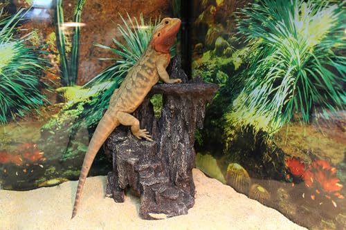 Penn-Plax Reptology Shale Step Ledge Cave Hideout - Aquarium & Terrarium Decoration - for Fish, Reptiles, Amphibians, and Small Animals - Large 2 (REP189) - size: Large 2