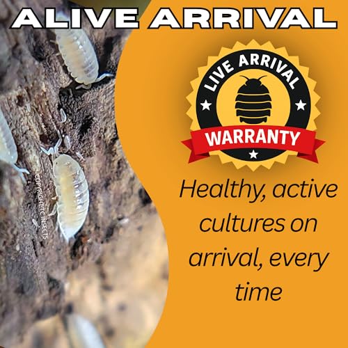 Dwarf White Isopods (Qty-25), Bioactive Clean Up Crew Frog Reptile Amphibian Food Bundle - by TC INSECTS
