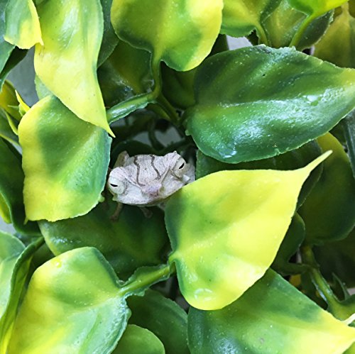 Hagen Exo Terra Plastic Terrarium Plant, Large, Mandarin - color: Mandarin, size: Large