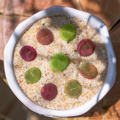 Aquarium Sand, 2lbs Beige Fish Tank Sand, Aquarium Gravel Substrate | for Aquascaping, Vivariums, Terrariums, Plants and Crafts - color: Beige, size: 2 lbs