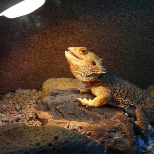 DECHOUS Natural Cork Bark Flats for Reptiles, 8-14cm, 4 Pack | Tree Bark Hide and Climbing Decor for Gecko Snake and Bearded Dragon Terrarium Enclosure