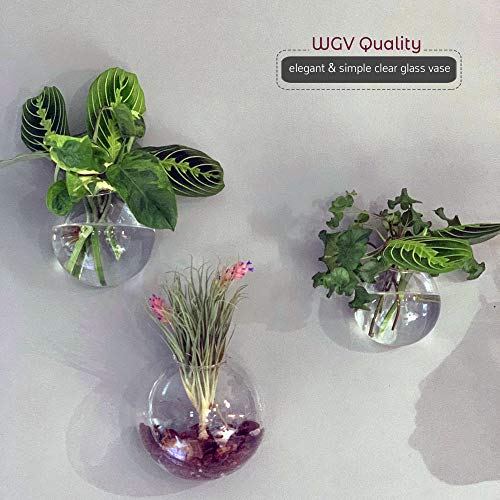 WGV Wall Hanging Planter Terrarium Bulk, Diameter 6", Clear Mounted DIY Succulents Air Glass Floral Container Vase, Tea Light Votive Candle Holder for Decoration 6 Pieces - size: 6"D