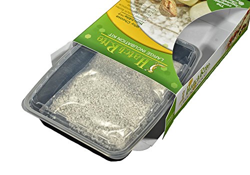 HatchRite Reptile Incubation Kit, Small