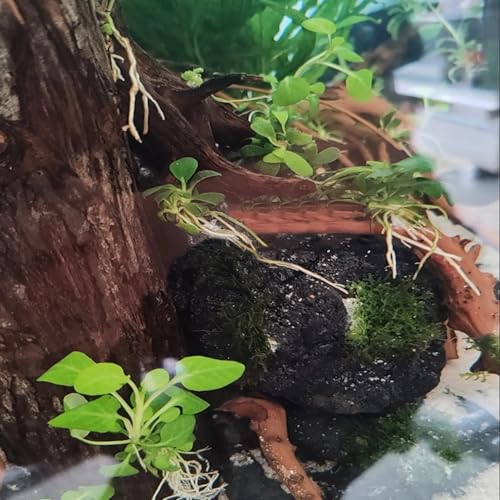 Tfwadmx 10 Pcs Aquarium Black Lava Rock Fish Tank Volcanic Pumice Stones for Betta Fish Shrimp (1.96''-3.14'') - color: Black, size: L:2''-3.2''