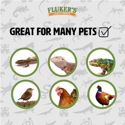 Fluker's Small Live Black Soldier Fly Larvae 100 Count - Reptile and Chicken Food - size: 100 Count (Pack of 1), style: Small, 1/4"