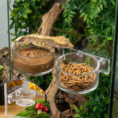 Jumping Spider Feeding Dish Set, Water Bowl with Tweezer, Reptile Feeding Dish Tongs, Water Dispenser Enclosure Jumping Spider Accessories