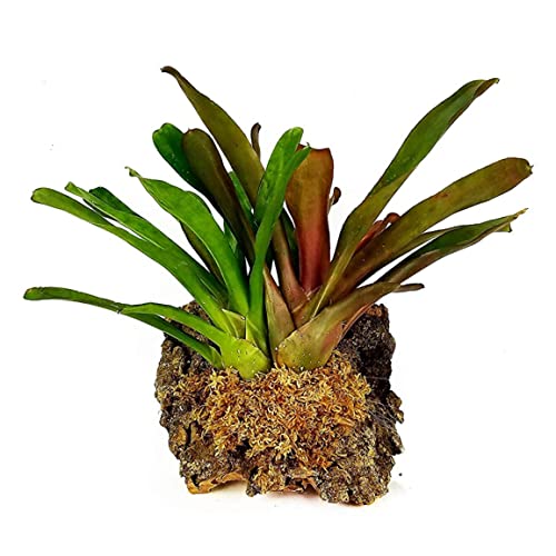 Sphagnum Moss Dried Spagnum Dry Moss for Reptiles Bedding and Terrarium Pet Supplies 150g Sphagnum Dried Dry for Reptiles Reptile Spagnum for Plants