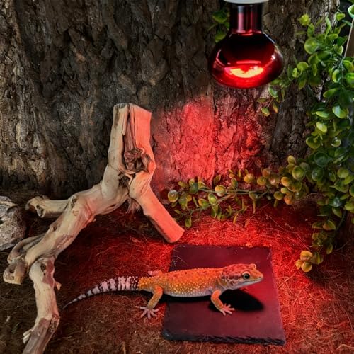 Reptile Basking Platform 2Pcs 6.0''x6.0'' Turtle Rock Plate Slate Feeding Food Dish Bowl Bathing Rest Terrace for Chameleon Lizard Bearded Dragon Gecko Snake Frog Newt (6.0''/15CM) - size: 6.0 inches