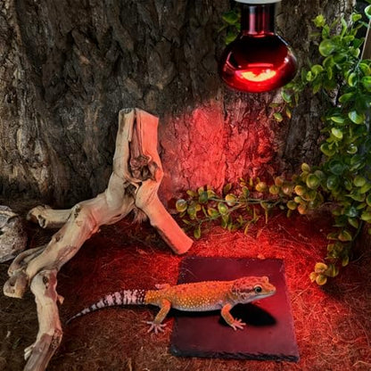 Reptile Basking Platform 2Pcs 6.0''x6.0'' Turtle Rock Plate Slate Feeding Food Dish Bowl Bathing Rest Terrace for Chameleon Lizard Bearded Dragon Gecko Snake Frog Newt (6.0''/15CM) - size: 6.0 inches