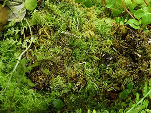 Sprig & Stone Fresh Mood Moss | Medium