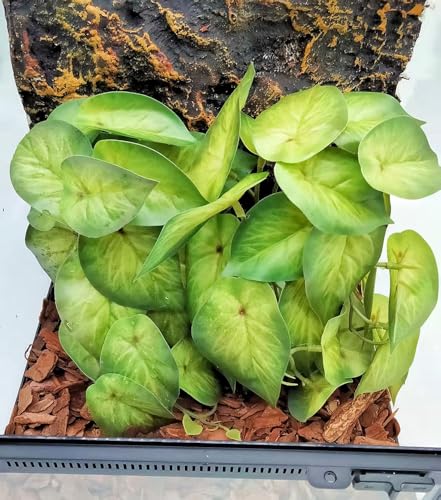 Reptile Plants for Terrarium,Habitat Decor,Hanging Plant with Suction Cup | Fake Plants for Bearded Dragon Gecko Tortoise enclosure, Artificial Plants for Snake Tank Accessories-2 Pack - color: Arrowhead