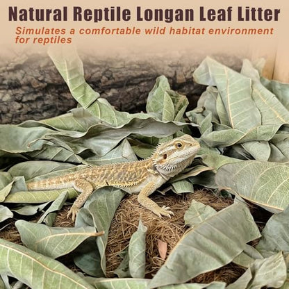120PCS Dry Longan Leaf Litter for Reptile,Natural Turtle Longan Leaf Litter,Isopod Live Leave Terrarium Substrate Bedding,Tortoise Tank Leaves Decor for Snake,Gecko,Spider,Betta Fish (120PCS)