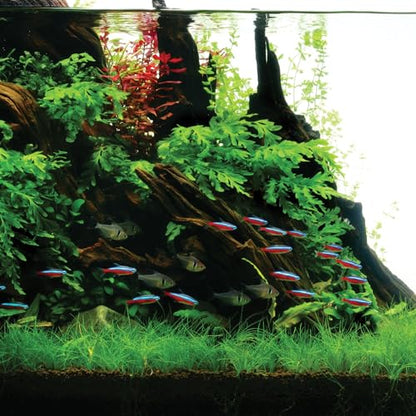 Ultum Nature Systems Driftwood - Amazon Drift Wood for Fish Tank, Planted Tank, Terriarium, Paludarium - Versatile Natural Driftwood Decor, Events Wood Centerpiece - Amazon Wood, M 9-16", 5 Pack - size: 9-16" 5-Pack