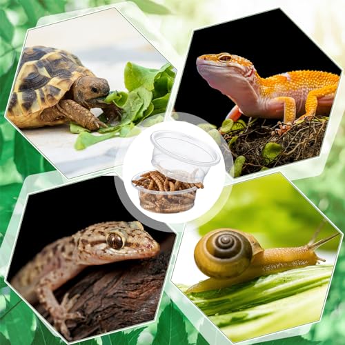 1000 Pcs 0.5 oz Gecko Feeding Cups Small Gecko Food and Water Cups Reptile Feeding Bowls Plastic Bearded Dragon Food Bowl for Lizard Small Pet Ledge Accessories (Transparent) - color: Transparent