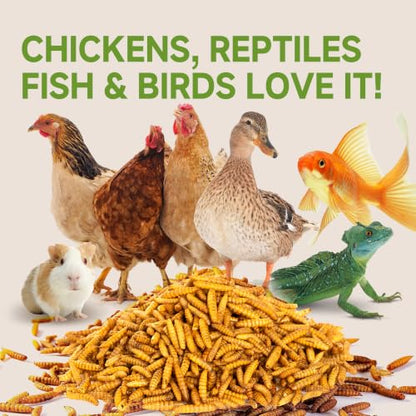 30LB Non-GMO Black Soldier Fly Larvae for Chickens 45% Protein High Calcium Chicken Feed Alternative to Mealworms, Dried BSF Larvae Chicken Treats for Laying Hens Ducks Birds Reptiles - size: 30 Pound (Pack of 1)