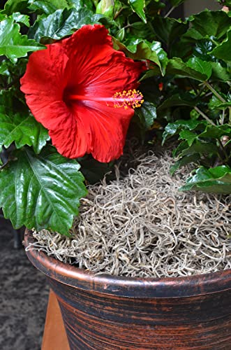 Mosser Lee ML0560 Spanish Moss, 250 Cubic Inches - size: No Size