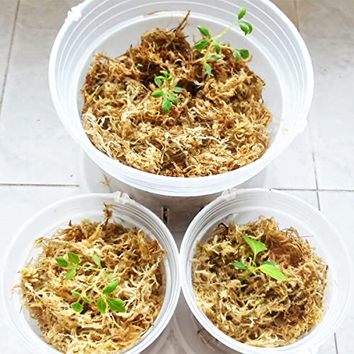 11 oz Sphagnum Moss for Plants, Carefully Selected Clean Sphagnum Mos for Rooting Plants - size: 11 oz