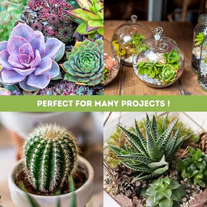 4FT LED Succulent Terrarium Plant Grow Light Linkable Full Spectrum Daylight with Enhanced 660nm Red and 450nm Blue LightTech Indoor Lighting Fixture (4 FT) - size: 4 FT