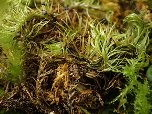 Sprig & Stone Fresh Mood Moss | Medium