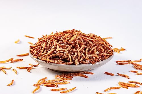 I LOVE WORMS Dried Mealworms (10lb), 100% Natural Non-GMO, High-Protein Mealworms for Chickens, Birds, Ducks, Reptile, Tortoise, Amphibian, Lizard - size: 10 Pound (Pack of 1)