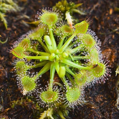 Round-Leaved Sundew VitroTissue Culture Cup – Live Plant for Terrariums & Aquariums Sundew Plant Freshwater Live Aquarium Plants Fish Tank Decoration