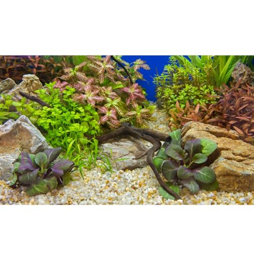 Aquarium Background Various Underwater Grass Plants Pebble Aquarium Backdrop Vivid and Fresh Green Aquatic Plants Stone River Bed and Dead Wood Purple Leaves Tank Background Vinyl 24x12in - color: Rock Brown, size: 24(W)x12(H)inches/ 60(W)*30cm(H)