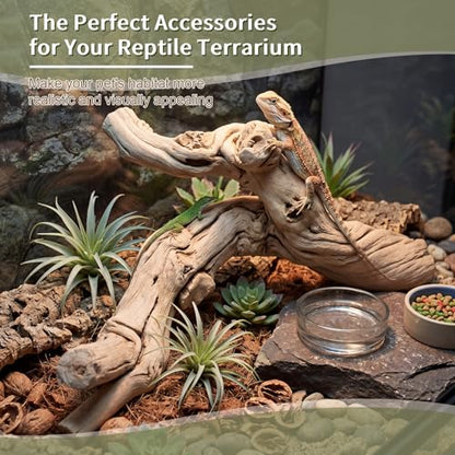 Natural Large Driftwood for Aquarium, 2 Pieces 10-12" and 16-20" King Root Branches for Reptile Bearded Dragon Lizard Gecko Climbing, Fish Tank Landscaping Decorations
