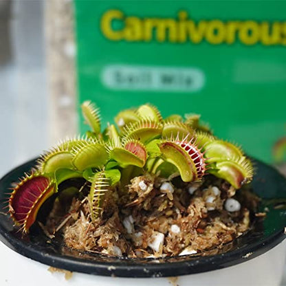 Carnivorous Plant Soil Mix 3 Qts, Include Perlite and Sphagnum Moss Debris, Great Potting Soil for Venus Fly Traps, Pitcher Plants, Sundews - size: 3 QT