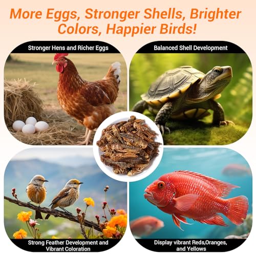 Freeze Dried Grasshoppers - High Protein Reptile & Bird Food, 1lb Resealable Bag for Bearded Dragons, Lizards, Hedgehogs | Natural, No Additives