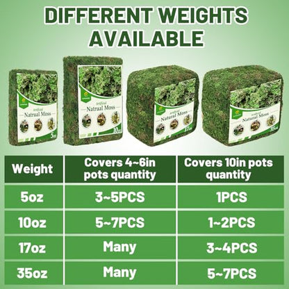 10oz Natural Green Moss for Plants Indoor - Dried Forest Real Moss for Crafts, Artificial Fairy Gardens, Mosswall, Glass Terrariums, Floral Design, Home Decor - style: 10oz