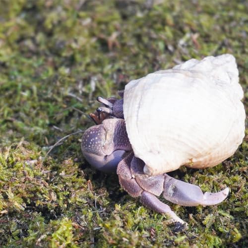 1lb Hermit Crabs Substrate, Ideal for Hermit Crab Supplies for Tank Habitat - size: 1lb