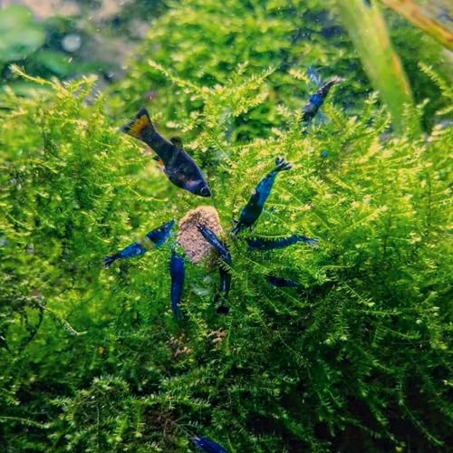 Java Moss | Vesicularia Dubyana Freshwater Live Aquarium Plant BUY2GET1FREE