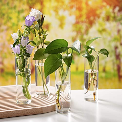 Terrarium Hanging Glass Wall Planters Air Plant Holders Round Glass Plant Pots Containers for Hydroponics Plants, Succulents, Herbs, Flowers (Cylinder 4pcs)